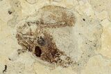 Fossil True Weevil (Curculionidae) Beetle - France #254554-3